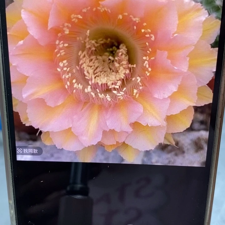 彩草529号8公分左右