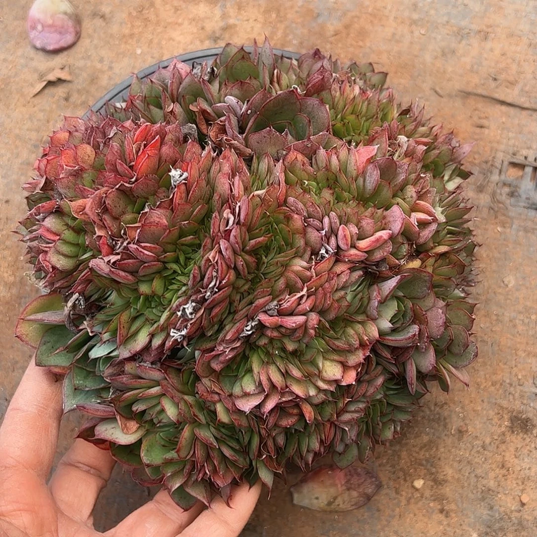 央金缀化，一物一拍