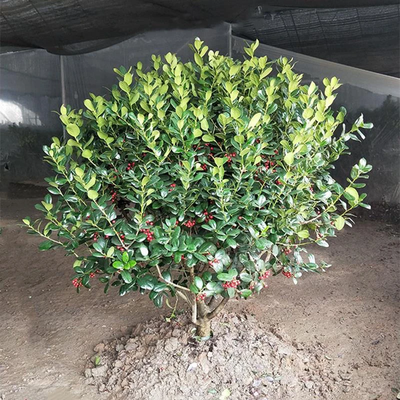 无刺枸骨球金玉满堂鸿运果四季常青耐寒耐热庭院别墅地栽盆栽绿植