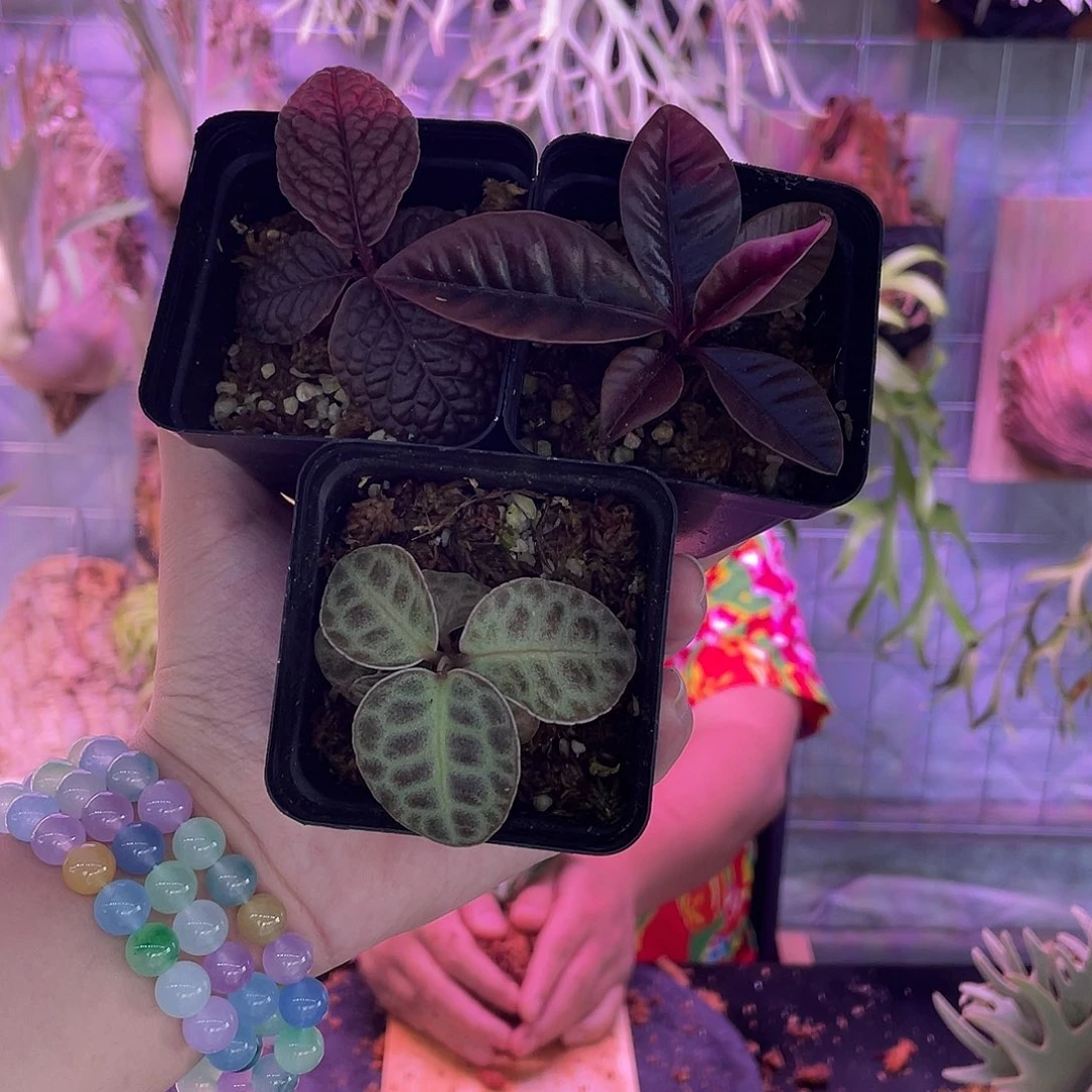 完全开放紫金牛组合特价