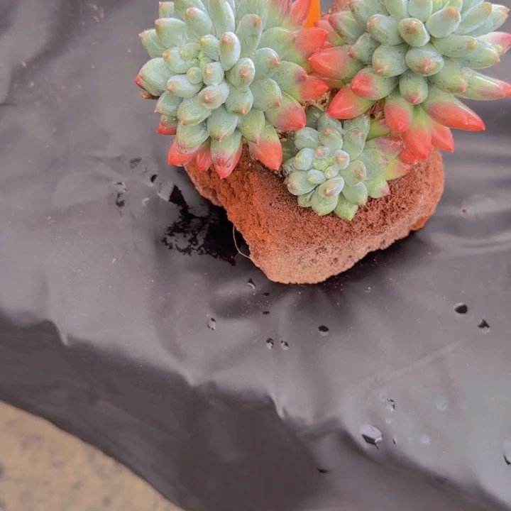 *****05682多肉植物一物一拍