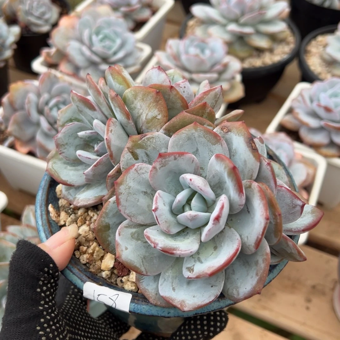 四头奶茶红体哈哈