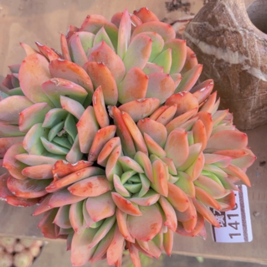 【闪购商品】绮罗朵朵14164