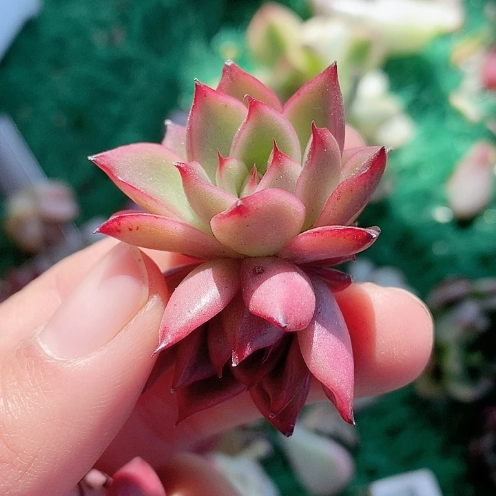 卡莉斯托一物一拍