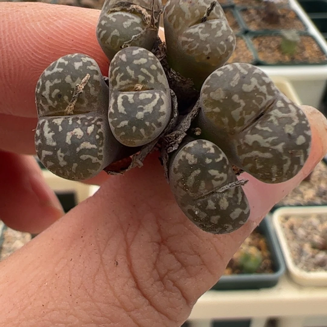 217 好看的肉锥冲冲冲