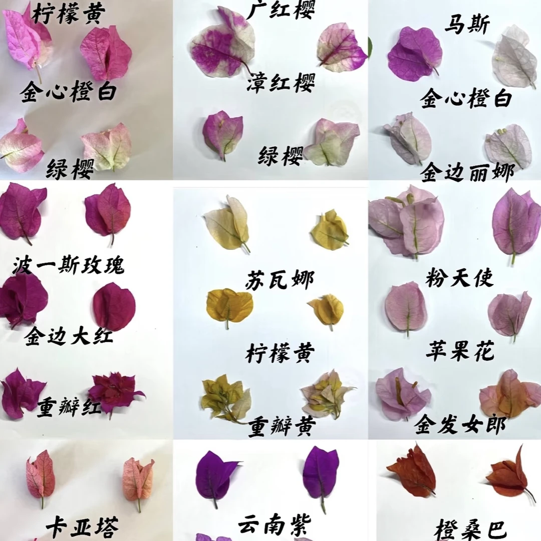 三角梅老桩一物一拍不包活