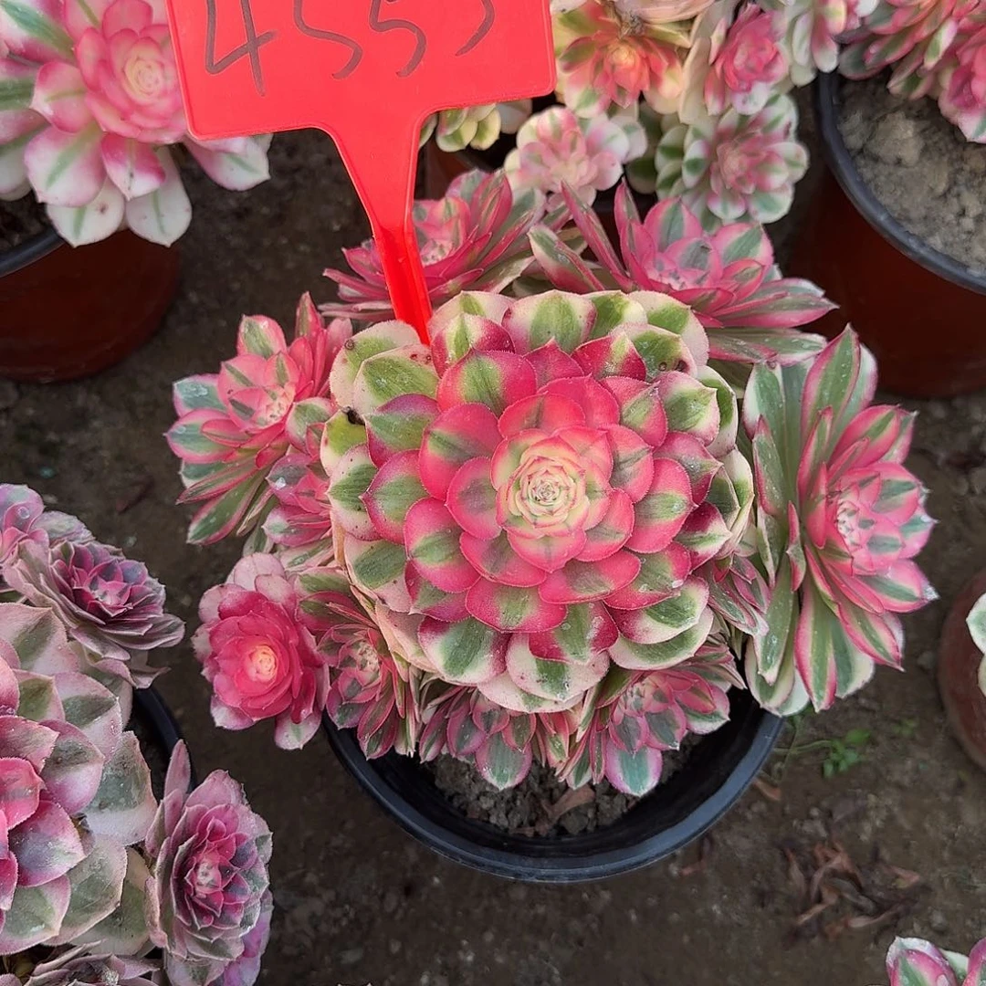 4553倾城多肉法师