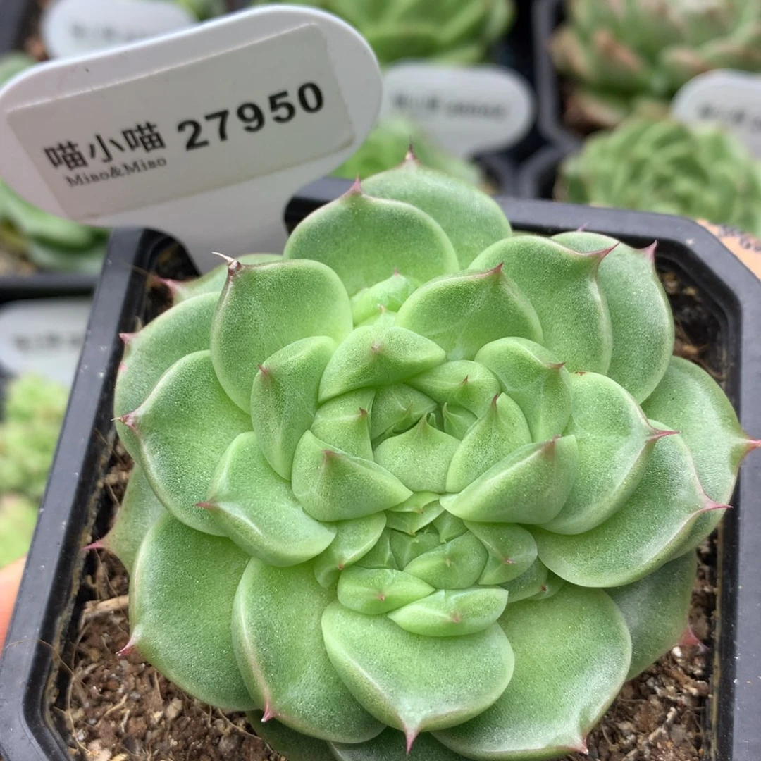 多肉植物麦秆珍妮