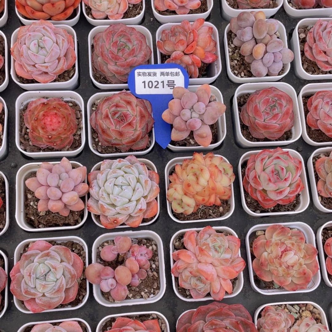 1021号精品美肉组合六个