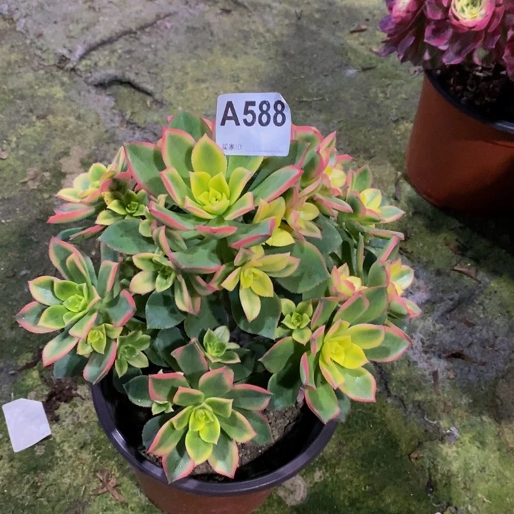 艳日辉多肉植物588