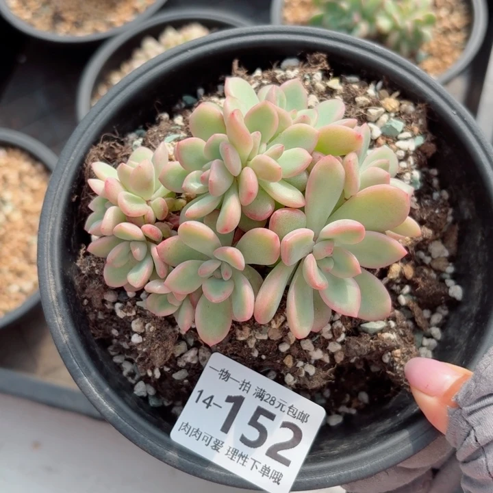 泡芙缀化无盆土发货