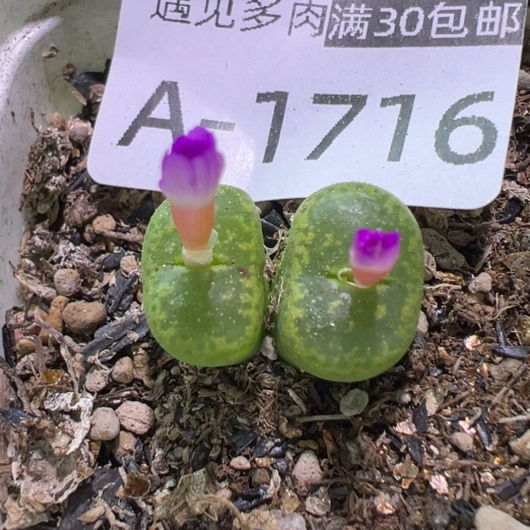 多肉植物11111111111111