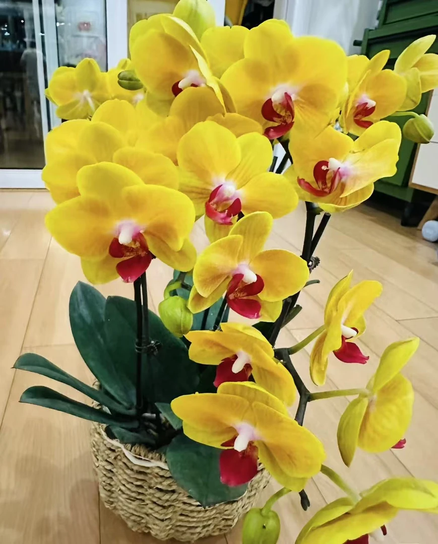 蝴蝶兰苗不带花剑蝴蝶兰叶片微瑕【三颗】稀少花色不同品种