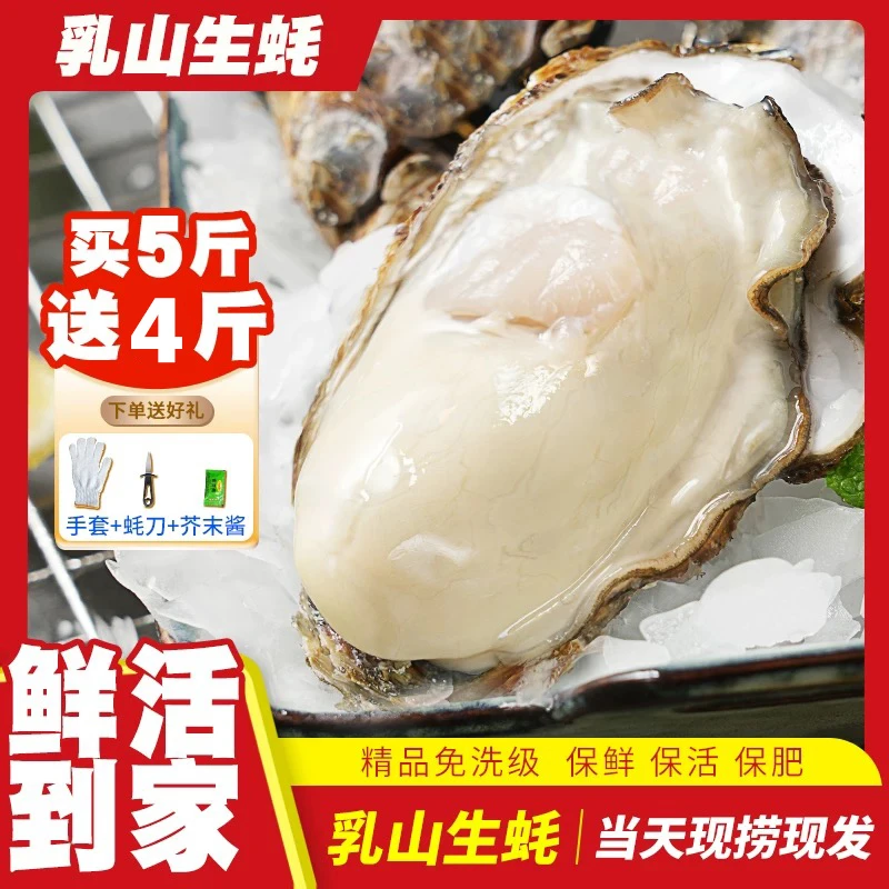 本店主推【买3斤送2斤】正宗乳山生蚝原产地直发 鲜活包邮到家