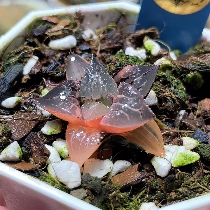 899完美酒吞錦特選福利