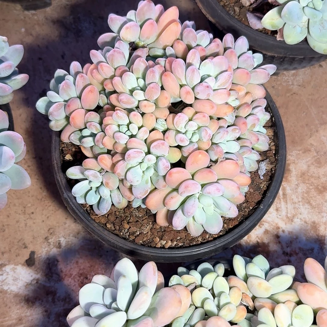 洛美人整无砍群生18公分