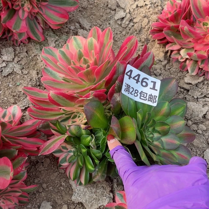 4461二号棚女巫多肉E