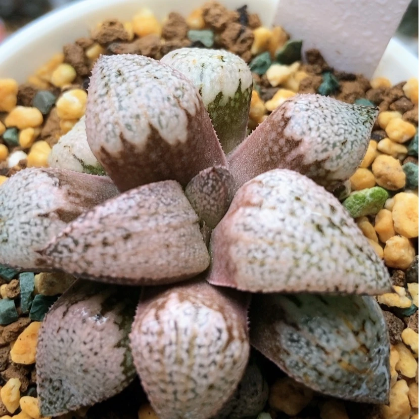【闪购商品】红宝石13