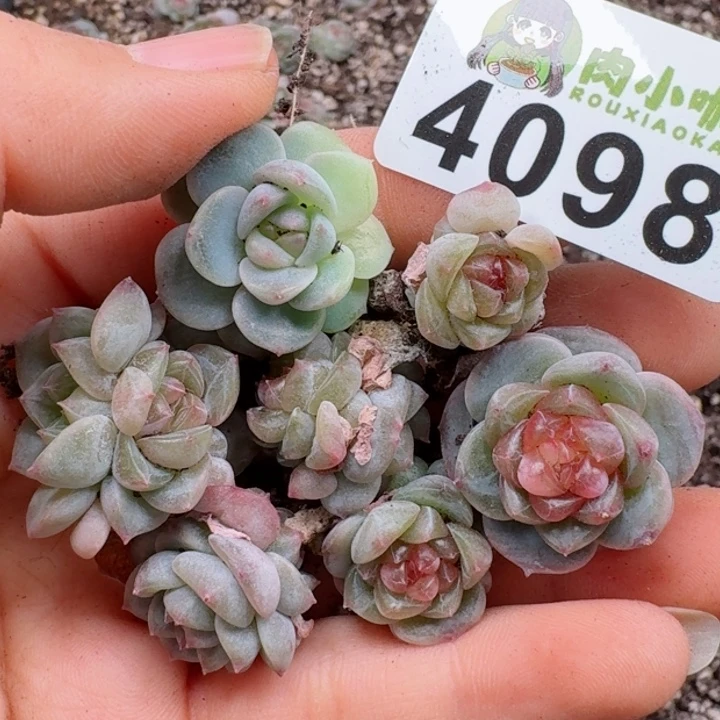 多肉植物多肉植物