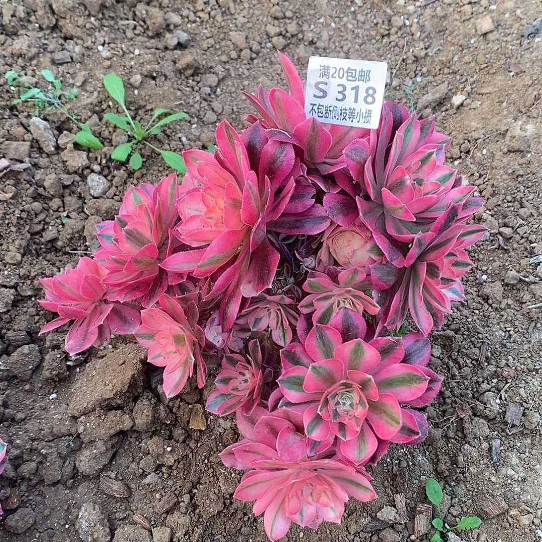 318女巫多肉法师锦有砍