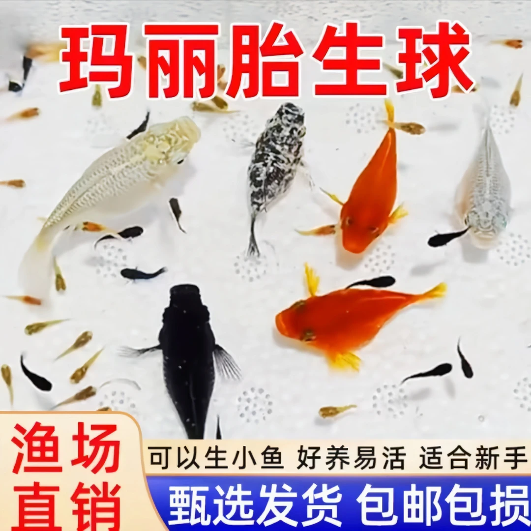 精品超大号玛丽球鱼奶牛球黑白黄皮球胎生小型热带鱼直接生小鱼