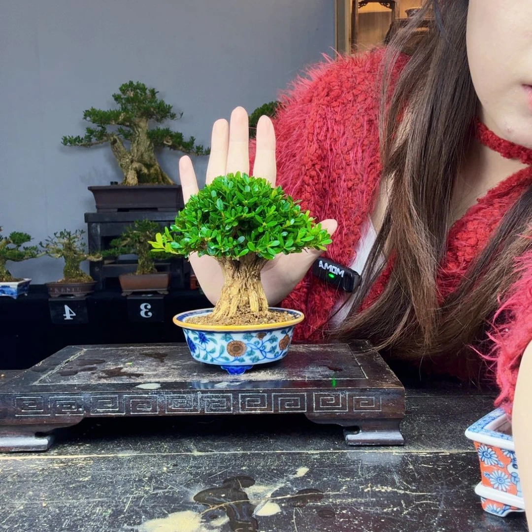 D***0无花朵黄杨盆景一物一拍