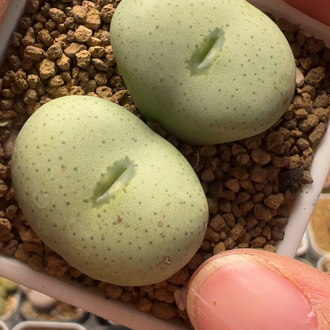 奶油绿嘴大饼多肉植物