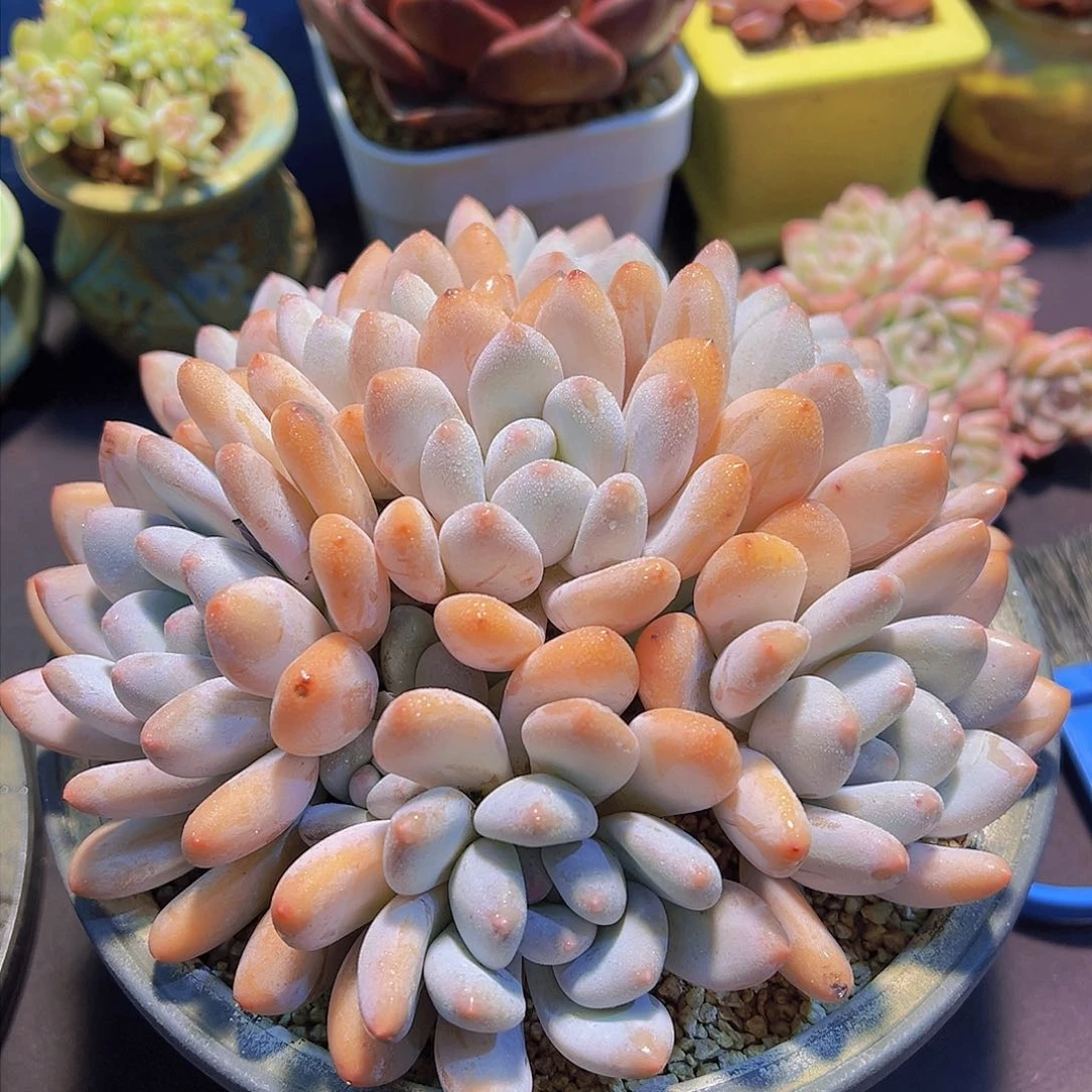 m****e（韩版）粉香水，多肉植物，