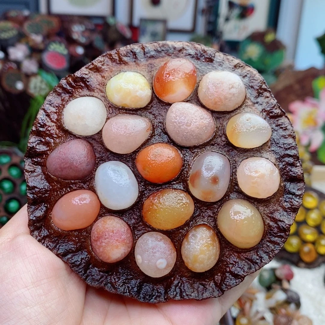 木石院子莲蓬1111