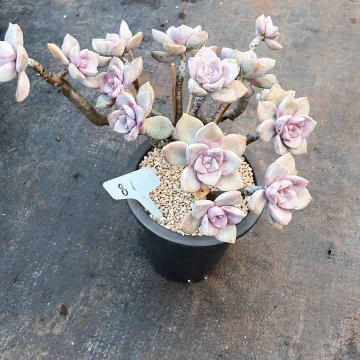 多肉植物，紫乐81号