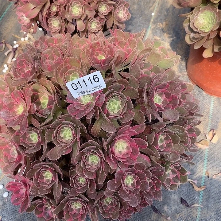 01116男神多肉植物