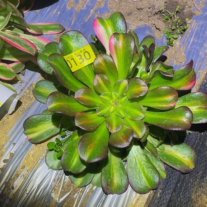 0130韶秀七彩多肉植物