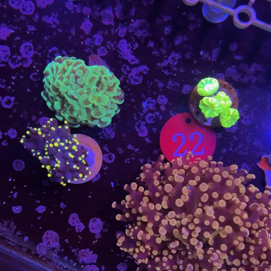 万鱼来朝海水观赏