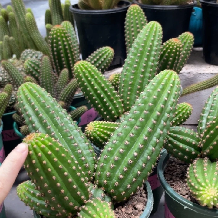 群生多头金妞金4保五六头