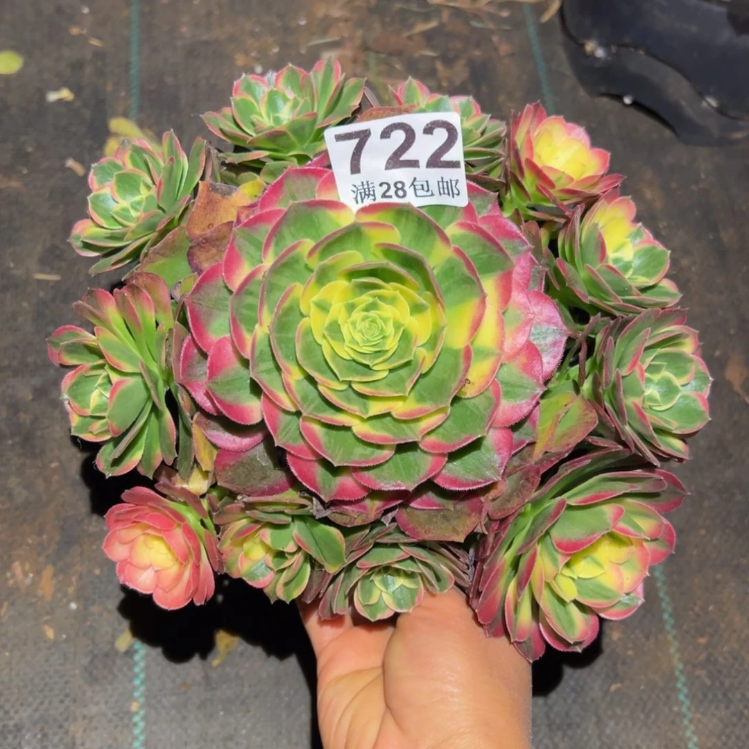 多肉植物722海仙的