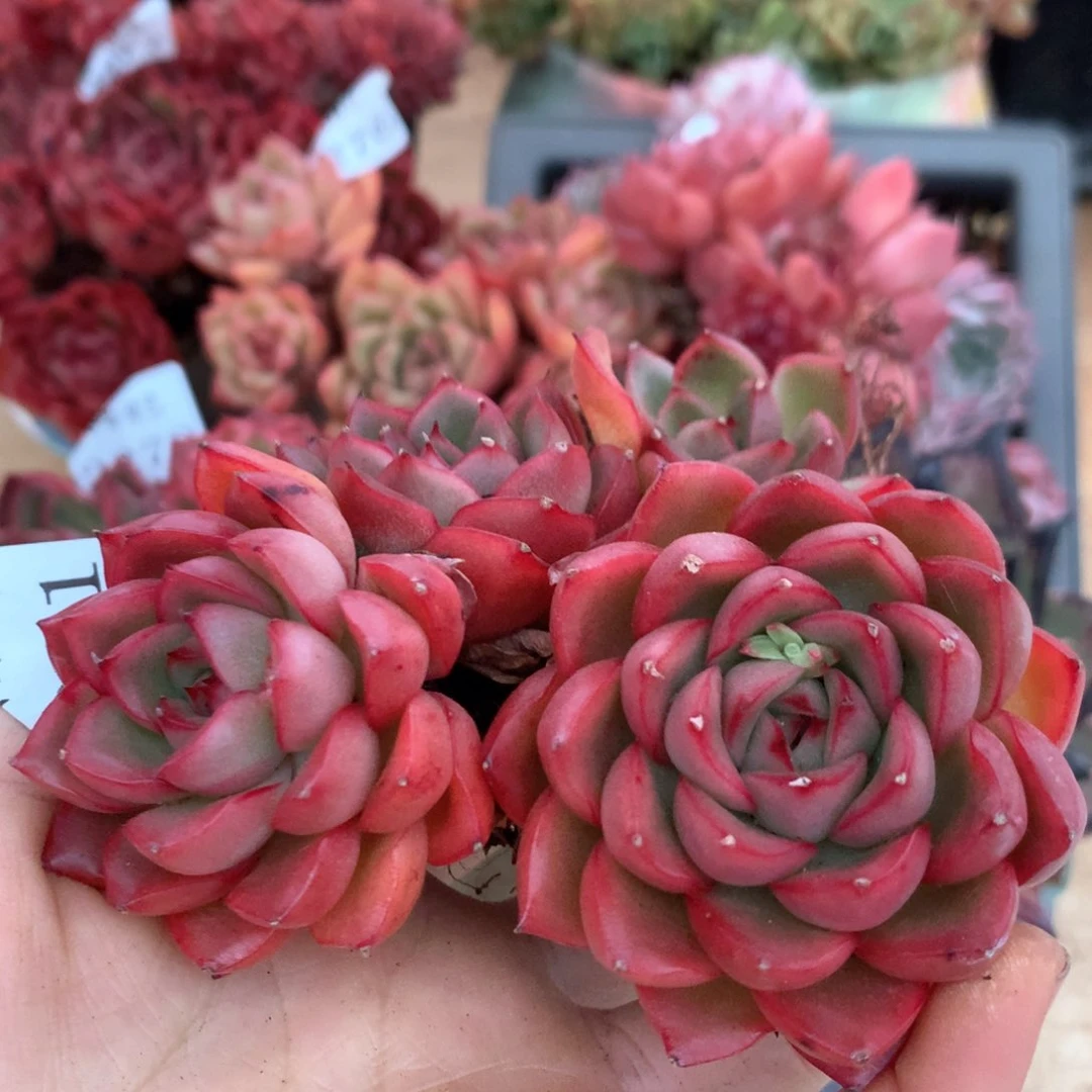 2281杂交多肉植物