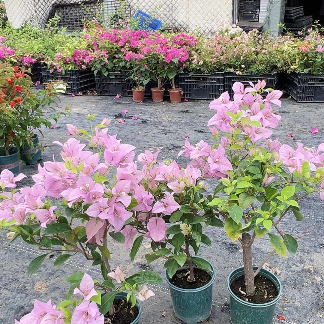 大部分花苞少量开放赛佛里掌中宝一棵