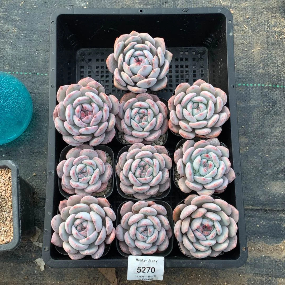 特5270橙子6厘米10颗脱土发