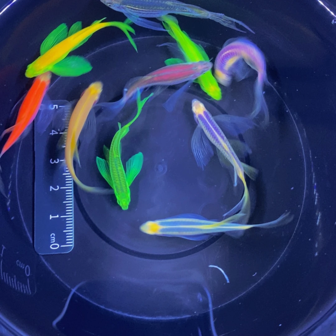 斑马鱼蝶翼斑马自选4厘米10条