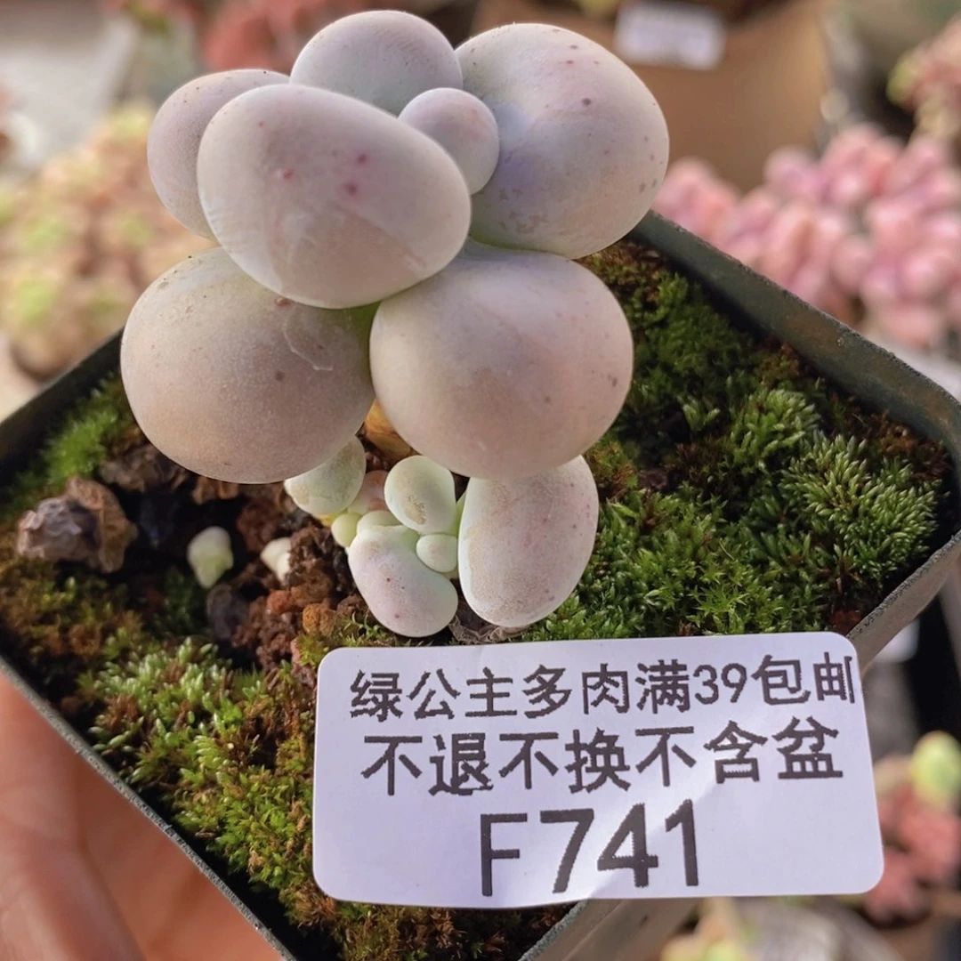 芭比奶洛5cm741多肉植物