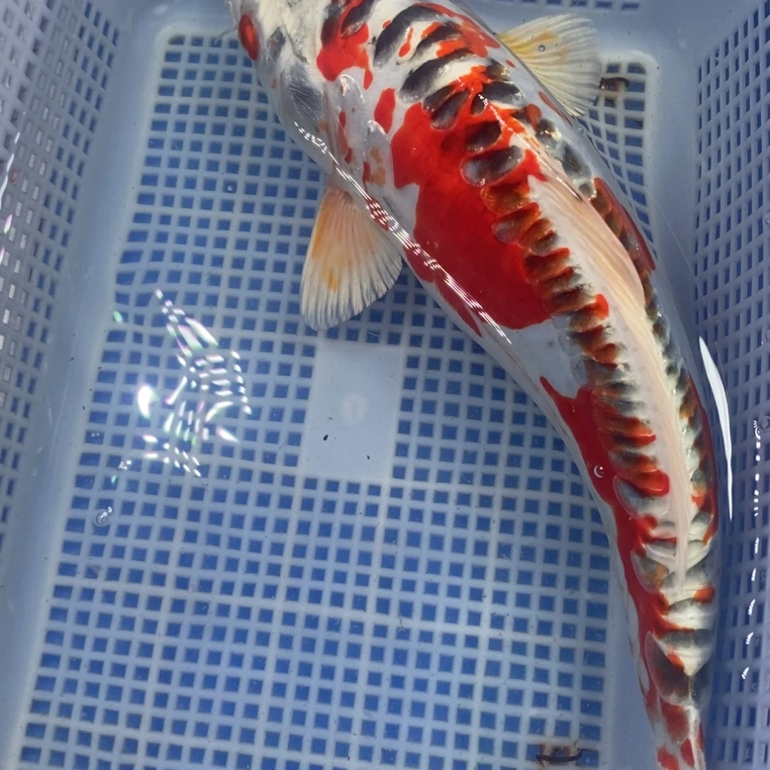 锦鲤冷水锦鲤包邮