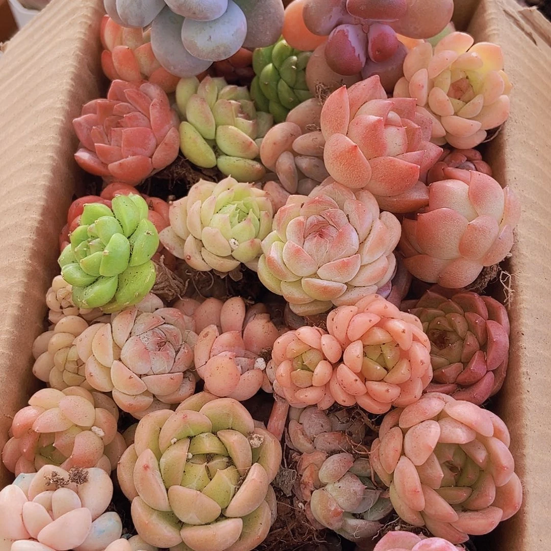 00000000001量拍保底20颗