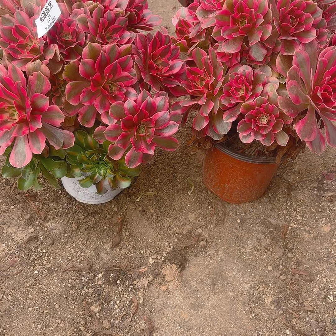 岁***好女妖多肉植物131-32