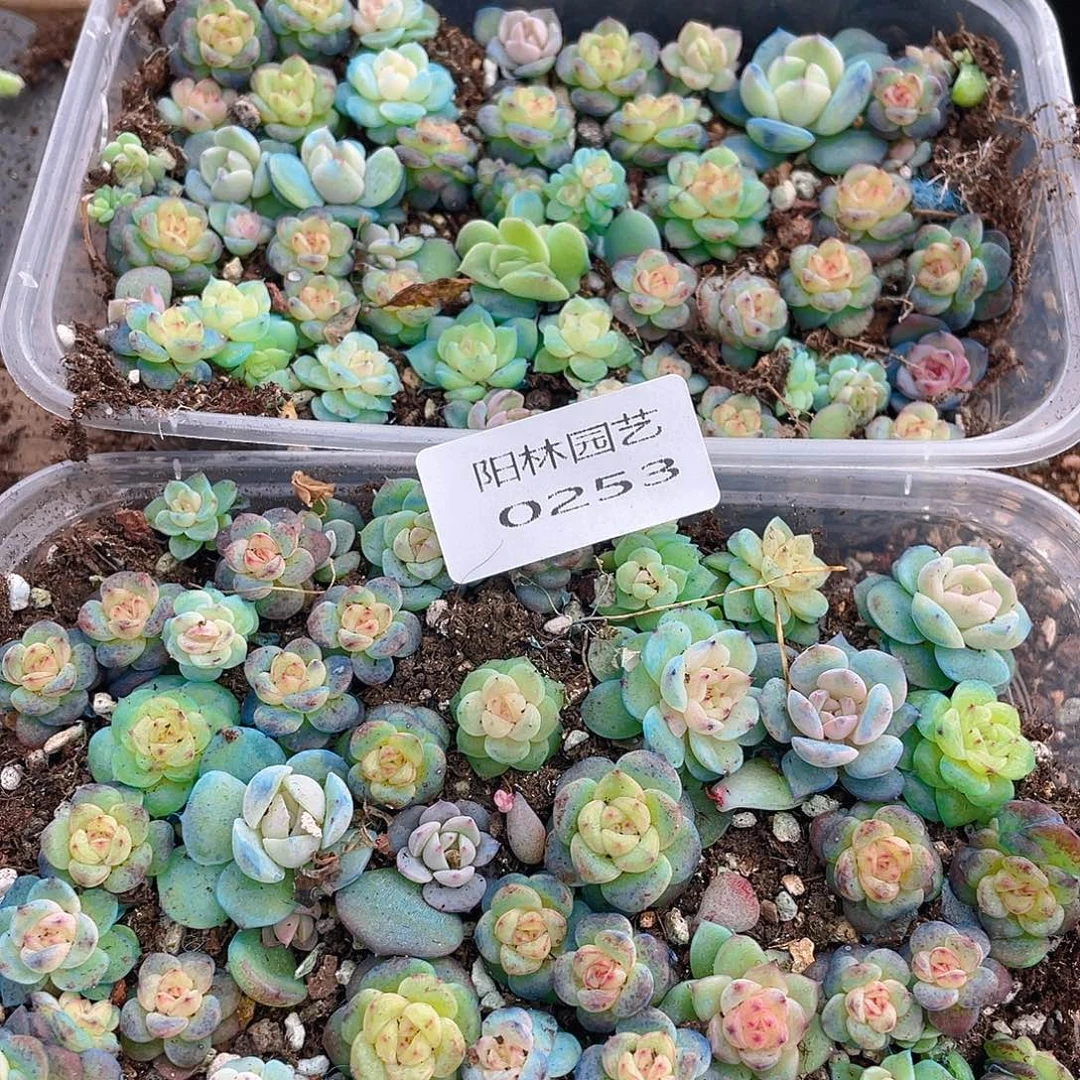 温***C多肉植物多肉植物253