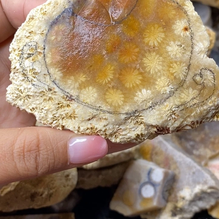 【闪购商品】未镶嵌珊瑚玉硅化玉