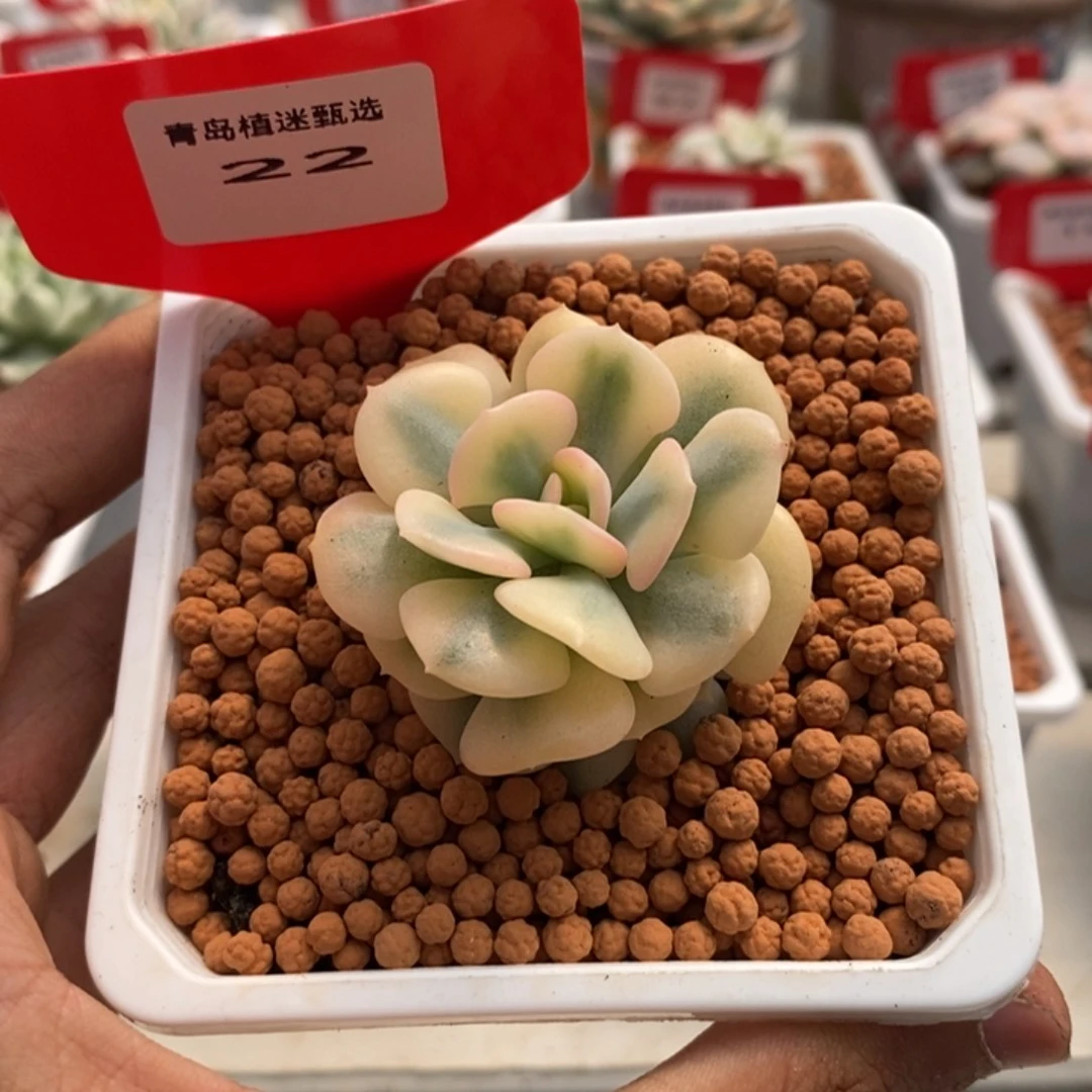 22号雪精灵锦多肉植物