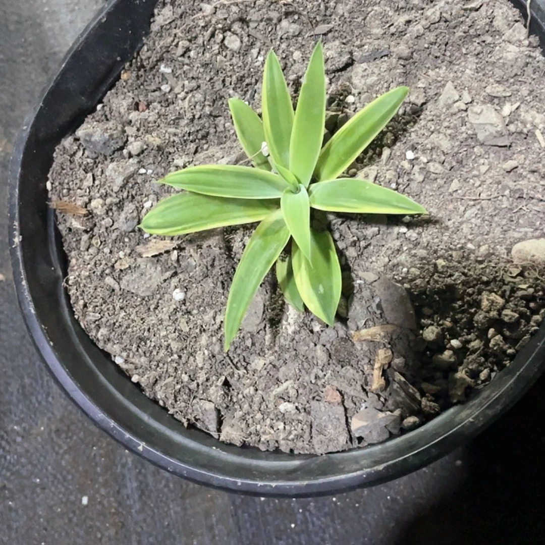 圣***无花朵龙舌兰绿色植物