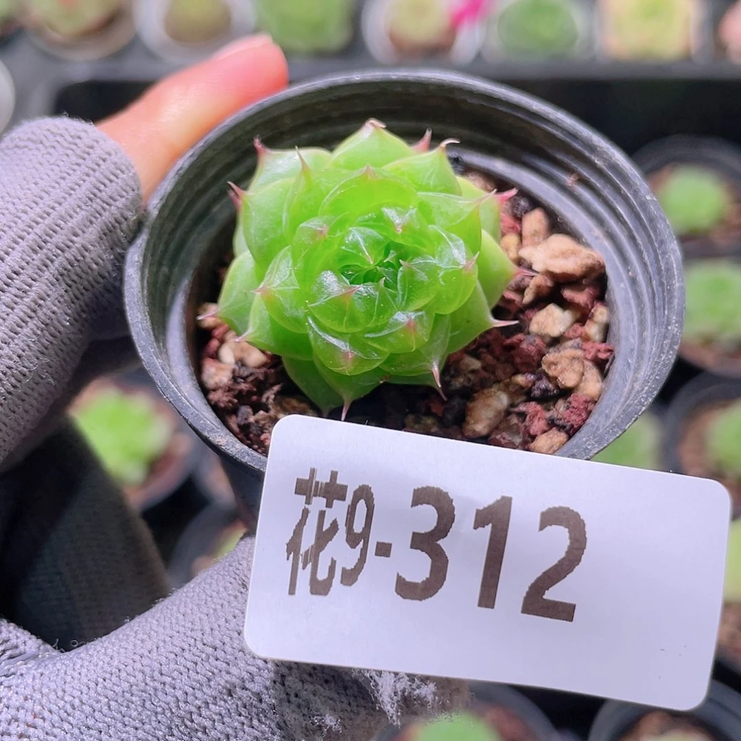 花利美 9-312海王