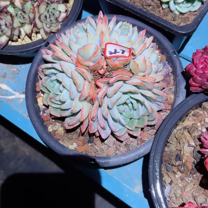 X**L精品多肉植物老桩