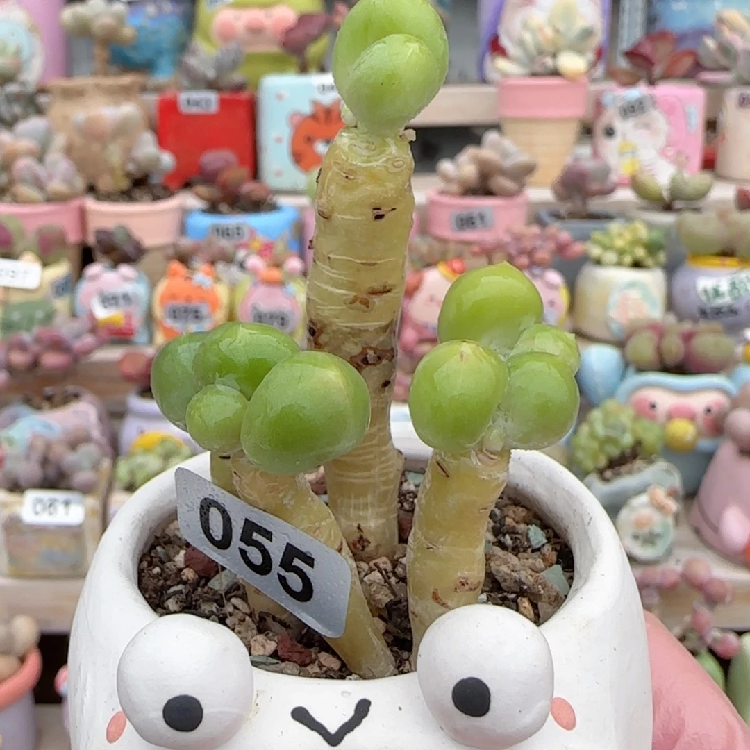 造型金蟾 盆口5cm